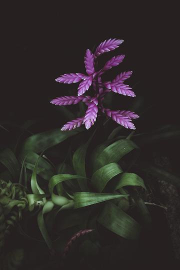 口袋进化免费游戏